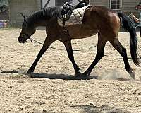 haflinger-cadbury-ggf-horse