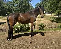 haflinger-cadbury-ggf-warmblood-horse