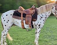 bay-leopard-appaloosa-poa-horse