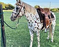 bay-leopard-appaloosa-gelding