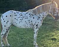 leopard-appaloosa-horse