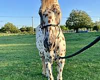 companion-poa-horse