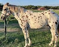 athletic-poa-horse