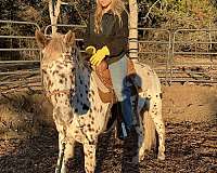 flashy-poa-horse