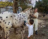 all-poa-horse