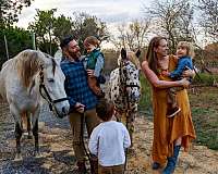 around-poa-horse