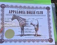 blaze-horse