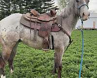 blanket-horse