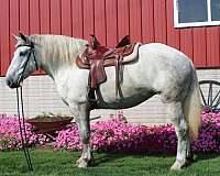 grey-none-horse