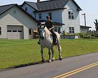 all-around-percheron-horse