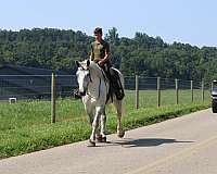 driving-percheron-horse