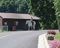 flashy-percheron-horse