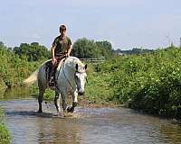 husband-safe-percheron-horse
