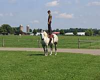 parade-percheron-horse