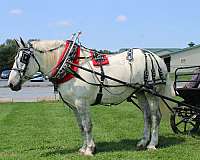 pleasure-driving-percheron-horse