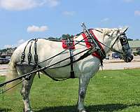 team-driving-percheron-horse
