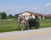 trail-riding-percheron-horse