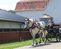 western-pleasure-percheron-horse