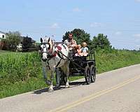 working-percheron-horse