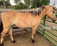 dun-percheron-filly