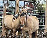 fjord-horse-for-sale