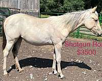 all-around-drum-palomino-horse