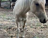 performance-drum-palomino-horse