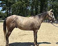grey-quarter-horse-gelding
