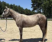 grey-gelding-for-sale