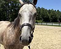 15-hand-quarter-horse-gelding