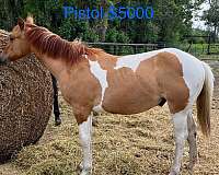 athletic-breeding-drum-horse