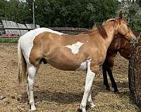 dun-drum-colt-yearling