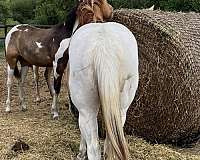 red-dun-drum-colt-yearling