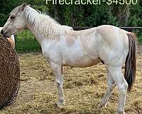 buckskin-drum-colt-mare