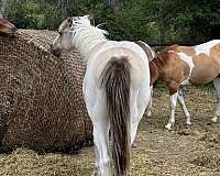 roan-drum-colt-mare