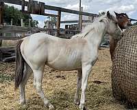 tobiano-drum-colt-mare