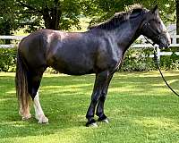 draft-clydesdale-horse