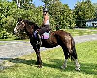 dressage-clydesdale-horse