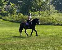 driving-clydesdale-horse