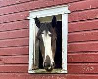 equitation-clydesdale-horse