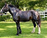 field-hunter-clydesdale-horse