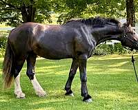 harness-clydesdale-horse