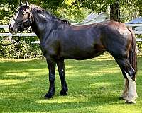 parade-clydesdale-horse