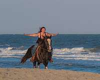 friesian-mare