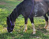 friesian-horse-for-sale