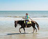 friesian-horse