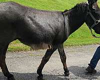 brown-cross-on-back-horse