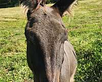 all-around-donkey