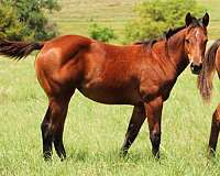 hits-filly