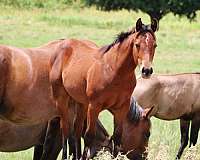 hpi-filly